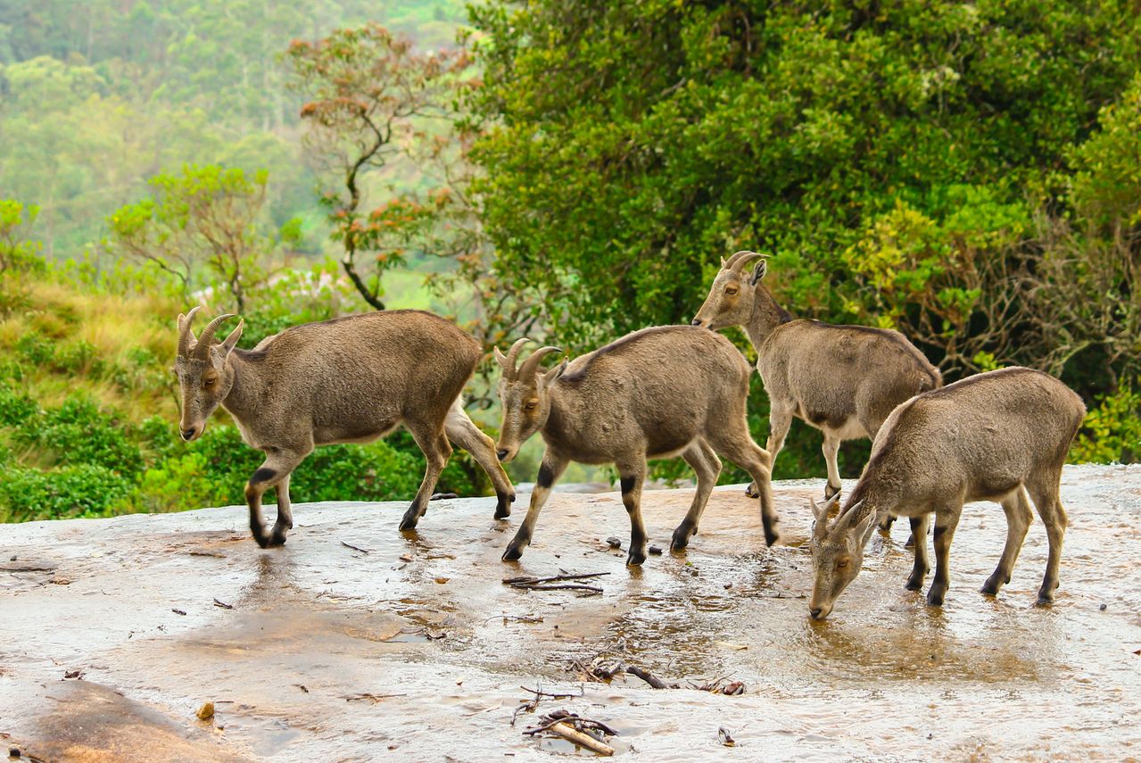 Munnar